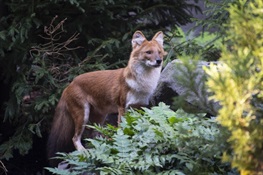 Bronx Zoo Debuts Pack of Endangered Dhole